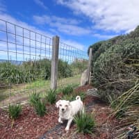 Photo of Dolly