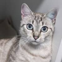 Photo of Cinnamon 