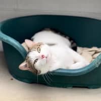 Photo of Professor Meow