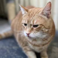 Photo of Saffron 