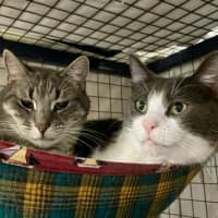 Photo of Dorian And Sterling