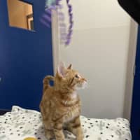 Photo of Carrot Cake