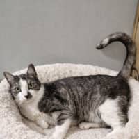 Photo of Bentley