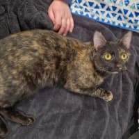 Photo of Mau Mau