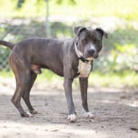 Photo of Cobalt