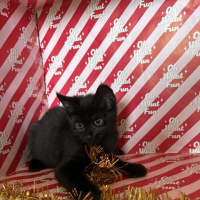 Photo of Sirius