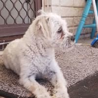 Photo of Tilly💕🐩