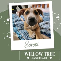 Photo of Sarabi
