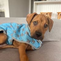 Photo of Penny