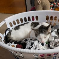 Photo of Willow 