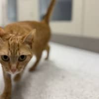 Photo of Marmalade
