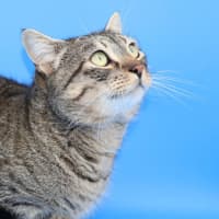 Photo of Zorro   Available At Pet Quarters Tuggerah