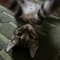 Photo of Hugo