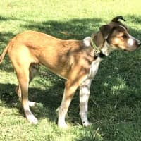 Photo of Barney