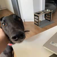 Photo of Danni, The Greyhound