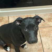 Photo of Katana