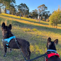 Photo of Pablo & Frankie    8 & 4 Yo French Bulldog