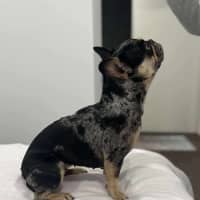 Photo of Oreo   3 Year Old French Bulldog