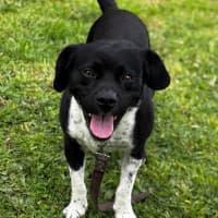 Photo of Tippa (66870)