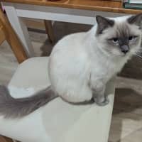 Photo of Miss Kitten