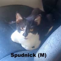 Photo of Spudnick