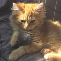 Photo of Red