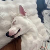Photo of Ziggy