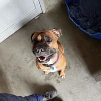 Photo of Peach