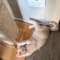 Photo of Gibbs  Meet Me At Petstock Keysborough