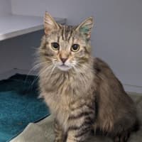 Photo of Moxie