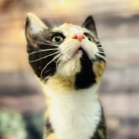 Photo of Aurora   Located In Wallan