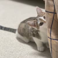 Photo of Amun (8931)