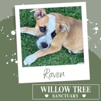 Photo of Raven 