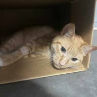 Photo of Cleo 🍁👑