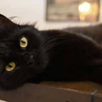 Photo of Salem
