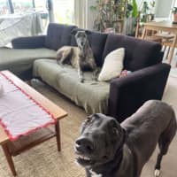 Photo of Missy, They Greyhound