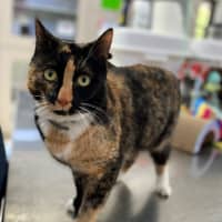 Photo of Roxie (0207)