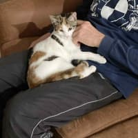 Photo of Blossom