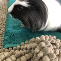 Photo of Calypso (Bonded To Cello)