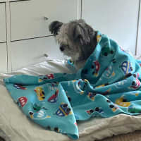 Photo of Lamington