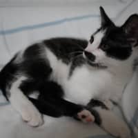 Photo of Pedro