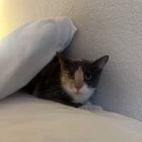 Photo of Ginger And Snowy