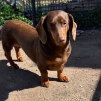 Photo of Ruby
