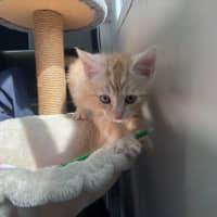 Photo of Dj Happy Paws