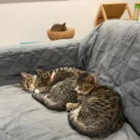 Photo of Ron (Weasley) Of Harry Potter Fame