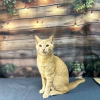 Photo of Radley   Located In Westmeadows