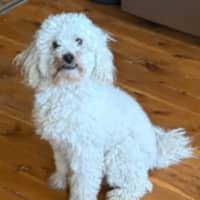 Photo of Buddy