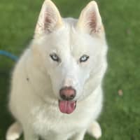 Photo of Yuki   3 Year Old Husky