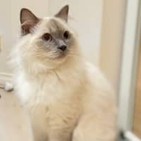 Photo of Nimbus