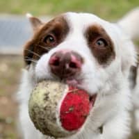 Photo of Opie